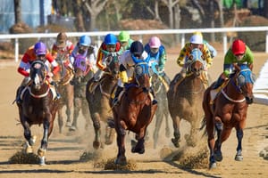 Free Preakness Betting Guides to Help You Pick Winners